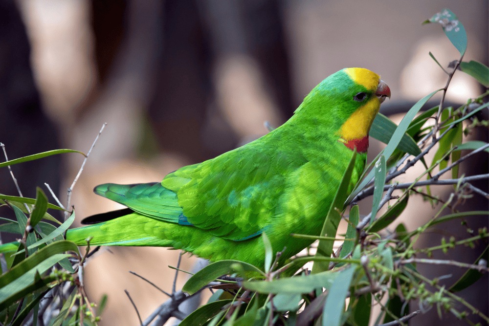Boorowa Community Landcare Group